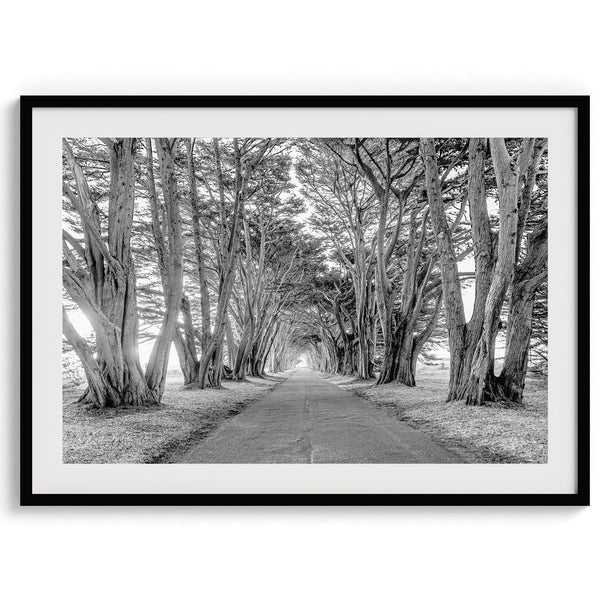 A fine art unframed or framed black and white coastal print of a breathtaking cypress tree tunnel in Point Reyes, California, near San Francisco.