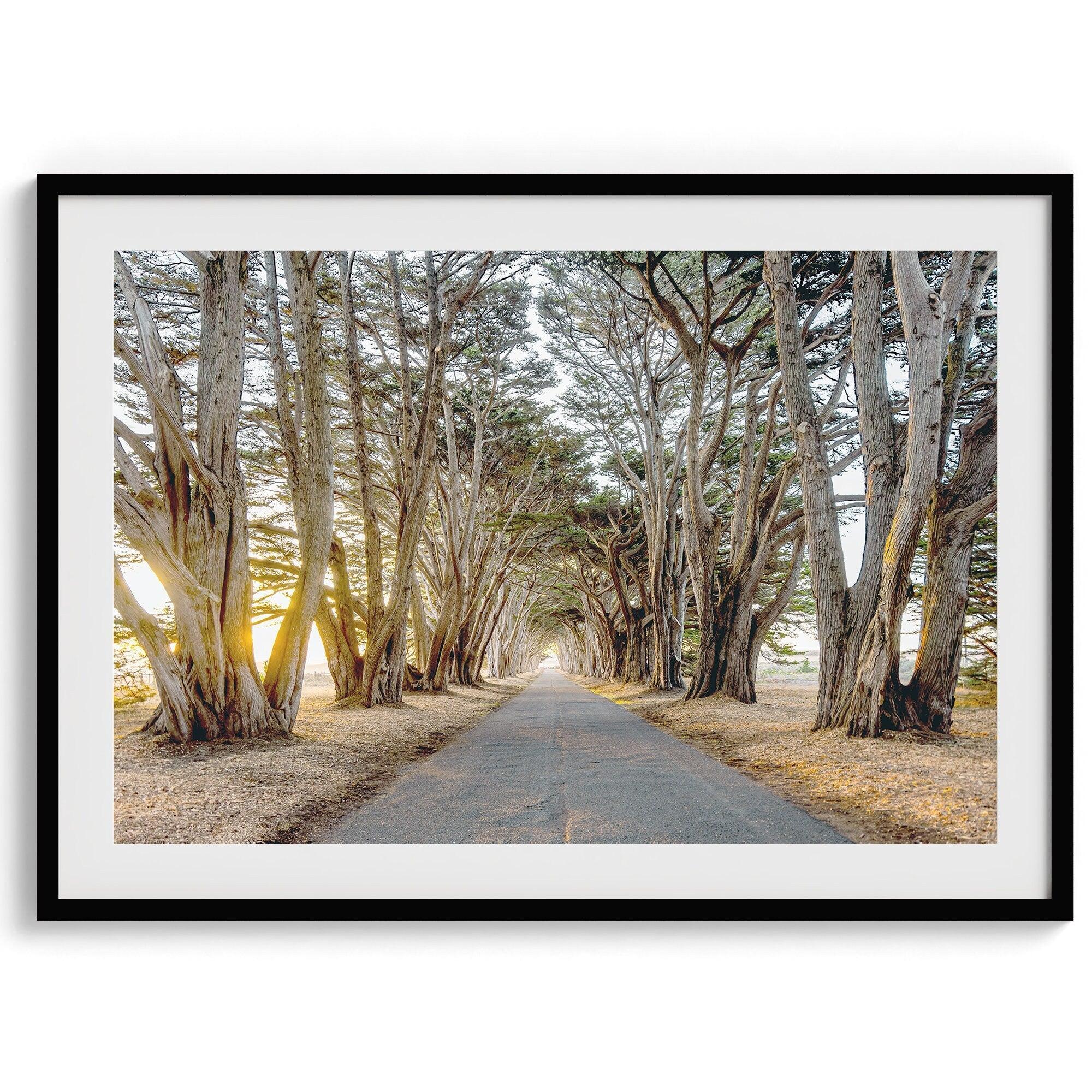 A fine art unframed or framed or unframed coastal print of a breathtaking cypress tree tunnel in Point Reyes, California, near San Francisco.