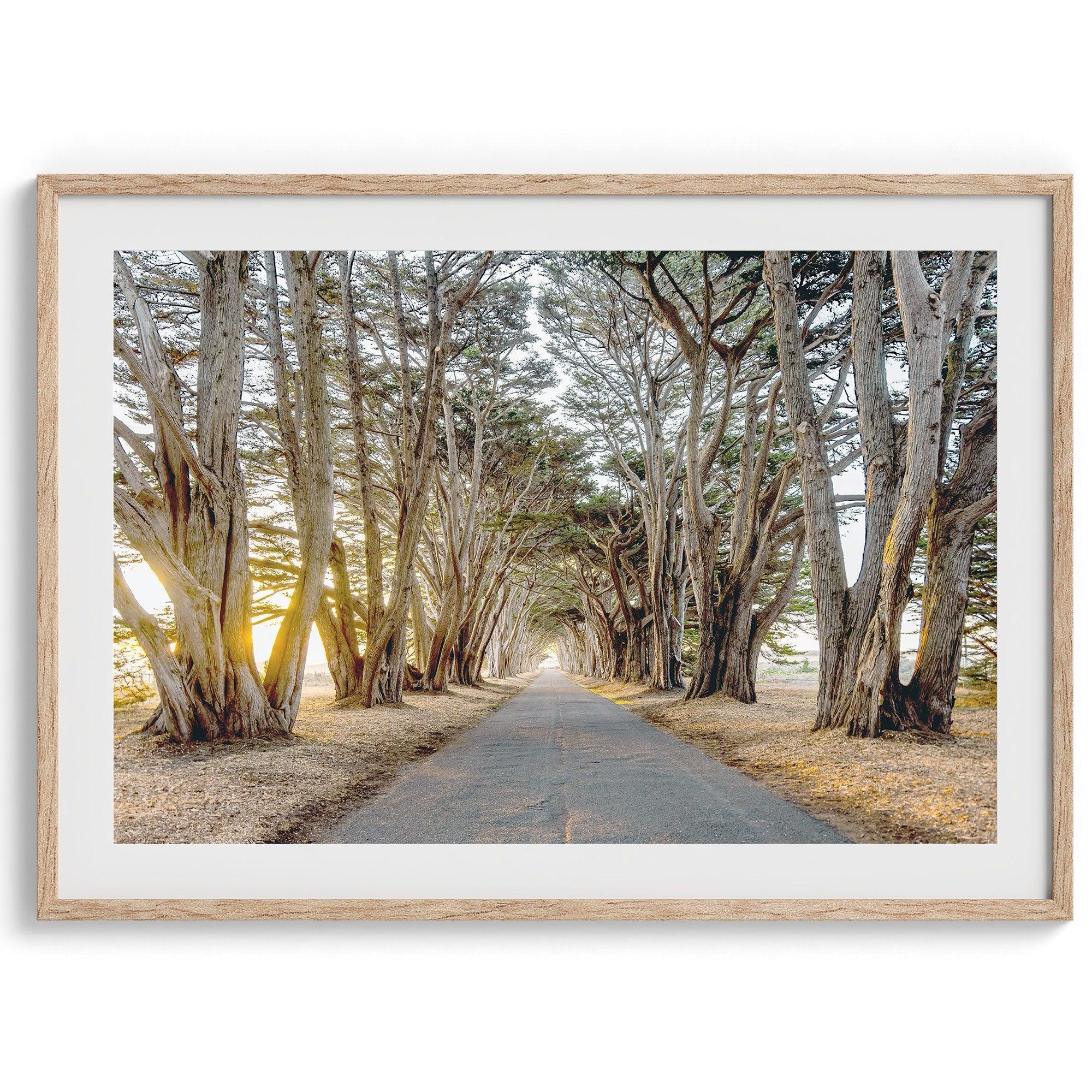 A fine art unframed or framed or unframed coastal print of a breathtaking cypress tree tunnel in Point Reyes, California, near San Francisco.