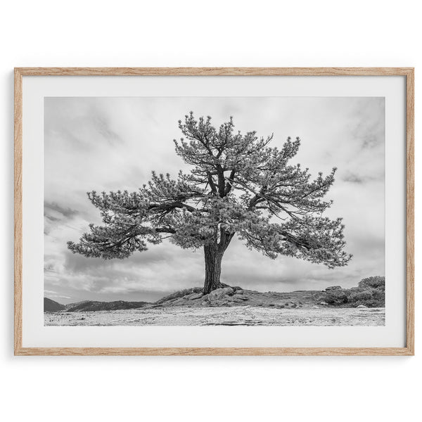 Old Large Tree Fine Art Photography Print - Californa Black and White Nature Wall Art, Framed or Unframed Yosemite Poster for Home Decor