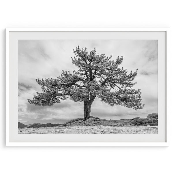 Old Large Tree Fine Art Photography Print - Californa Black and White Nature Wall Art, Framed or Unframed Yosemite Poster for Home Decor