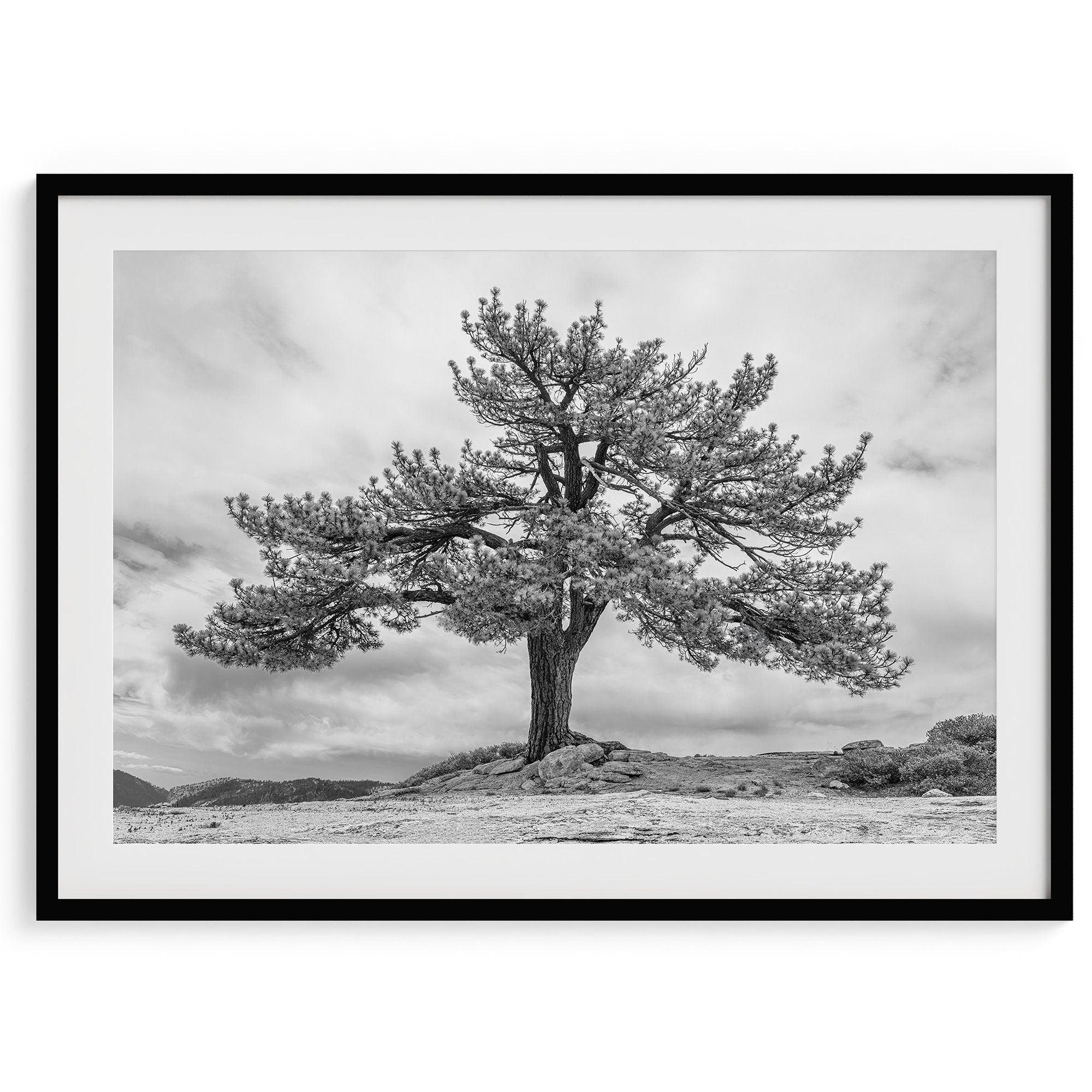 Old Large Tree Fine Art Photography Print - Californa Black and White Nature Wall Art, Framed or Unframed Yosemite Poster for Home Decor