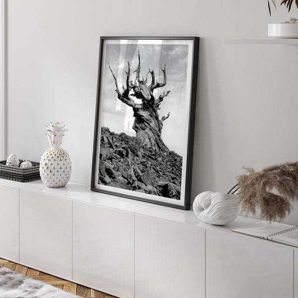 A fine art black and white nature photography print showing one of the most ancient trees on earth - the Bristlecone Pine of the Eastern Sierras of California.