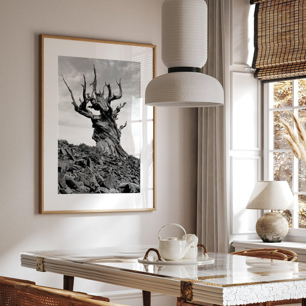 A fine art black and white nature photography print showing one of the most ancient trees on earth - the Bristlecone Pine of the Eastern Sierras of California.