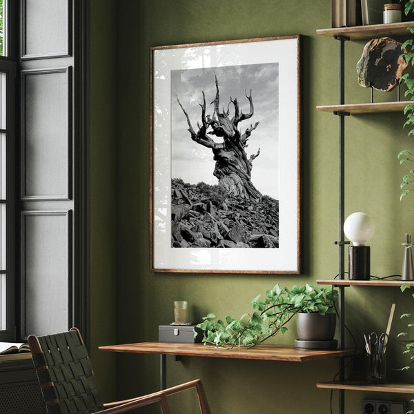 A fine art black and white nature photography print showing one of the most ancient trees on earth - the Bristlecone Pine of the Eastern Sierras of California.