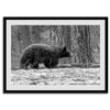 Black and white fine art print of a large Black Bear walking alone in a snowy forest, capturing the raw beauty of nature with a minimalist, framed wildlife design