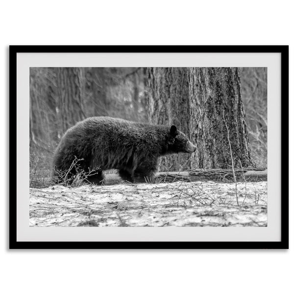 Black and white fine art print of a large Black Bear walking alone in a snowy forest, capturing the raw beauty of nature with a minimalist, framed wildlife design