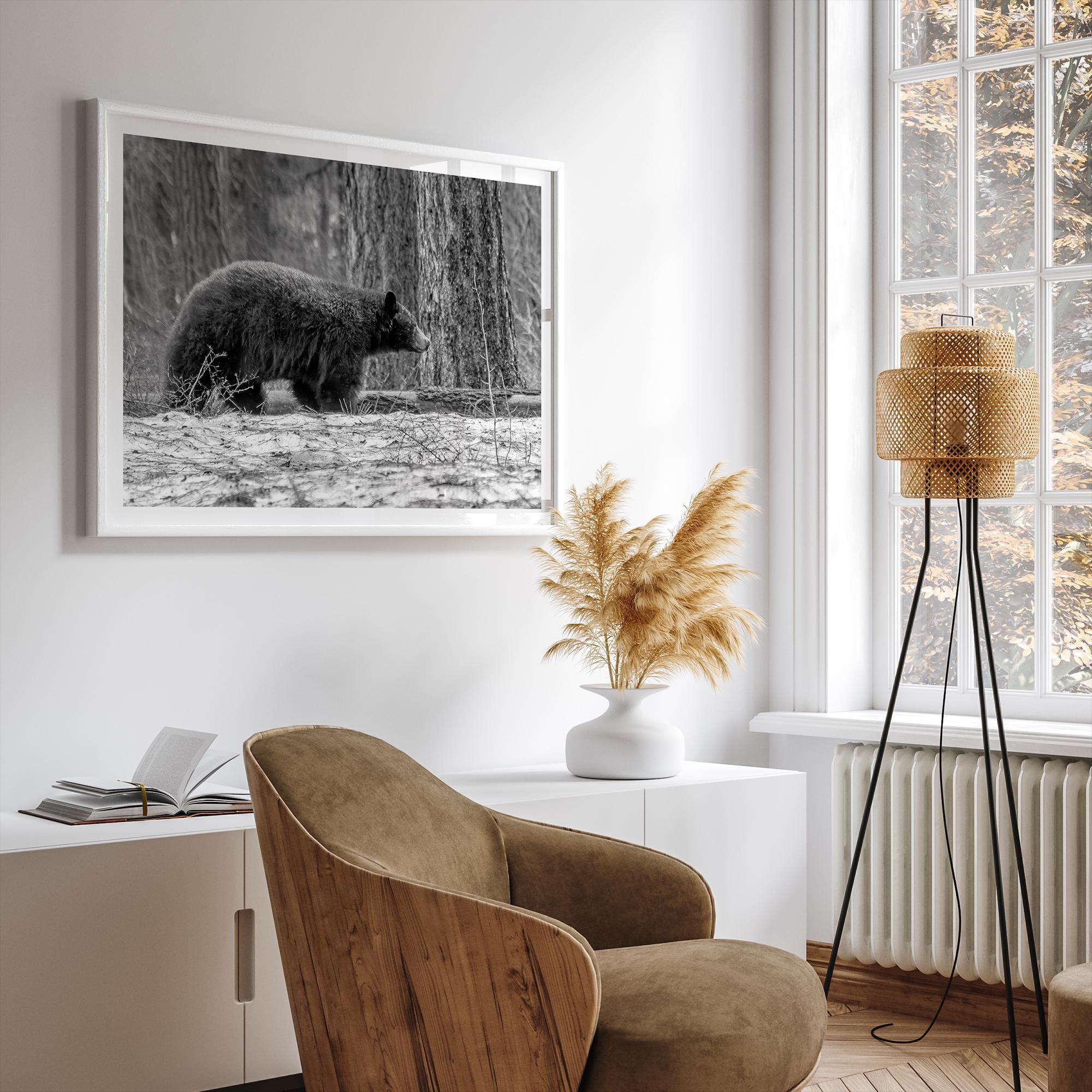 Black and white fine art print of a large Black Bear walking alone in a snowy forest, capturing the raw beauty of nature with a minimalist, framed wildlife design