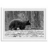 Black and white fine art print of a large Black Bear walking alone in a snowy forest, capturing the raw beauty of nature with a minimalist, framed wildlife design