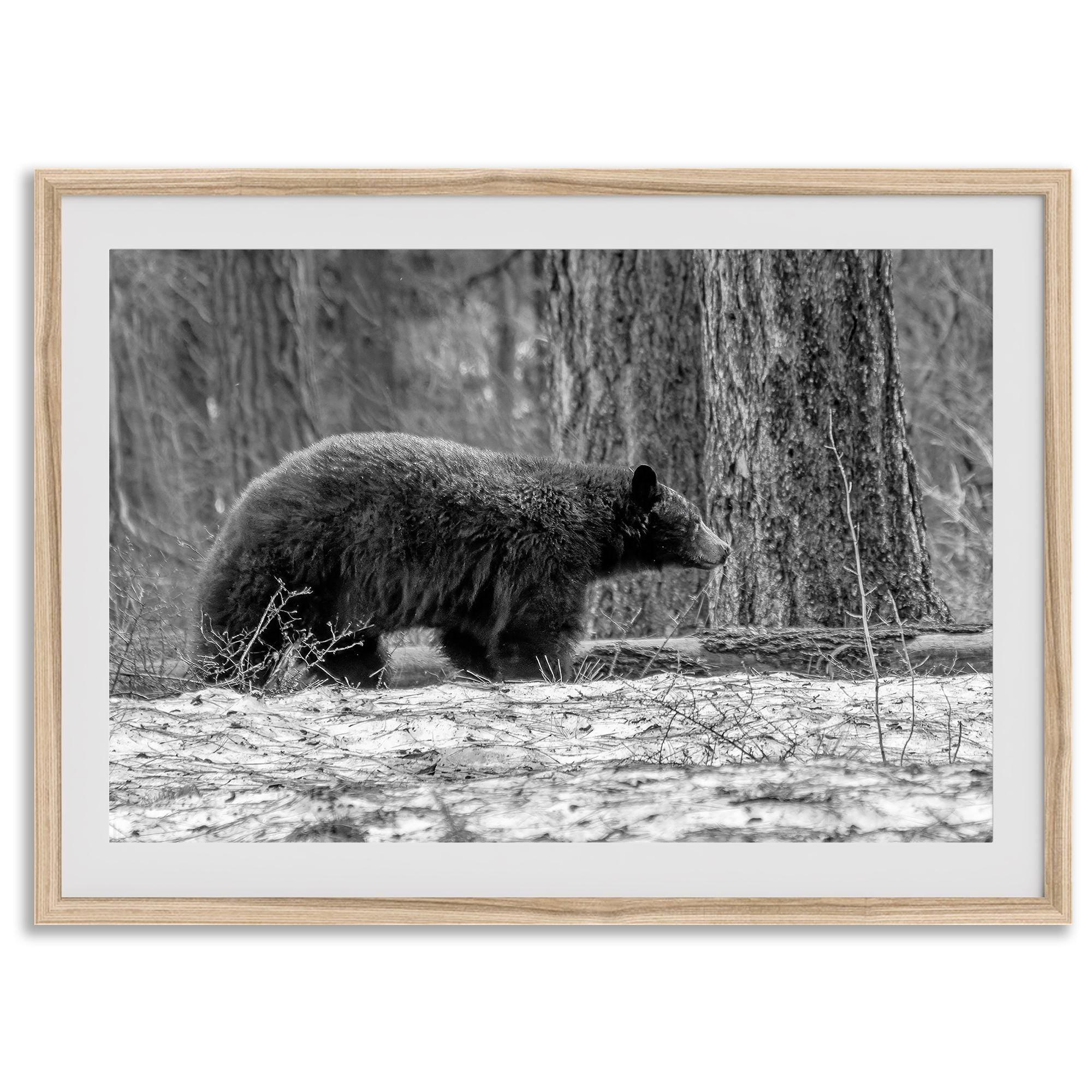 Black and white fine art print of a large Black Bear walking alone in a snowy forest, capturing the raw beauty of nature with a minimalist, framed wildlife design