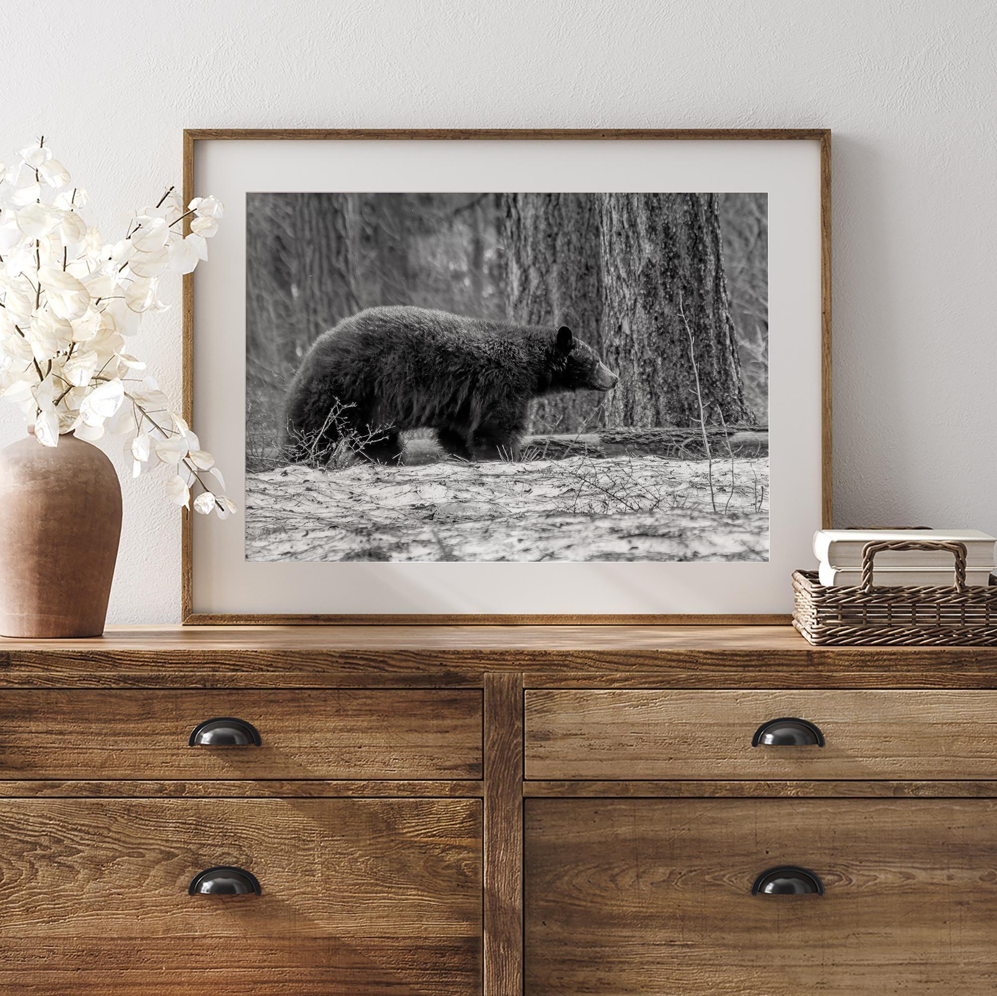 Black and white fine art print of a large Black Bear walking alone in a snowy forest, capturing the raw beauty of nature with a minimalist, framed wildlife design