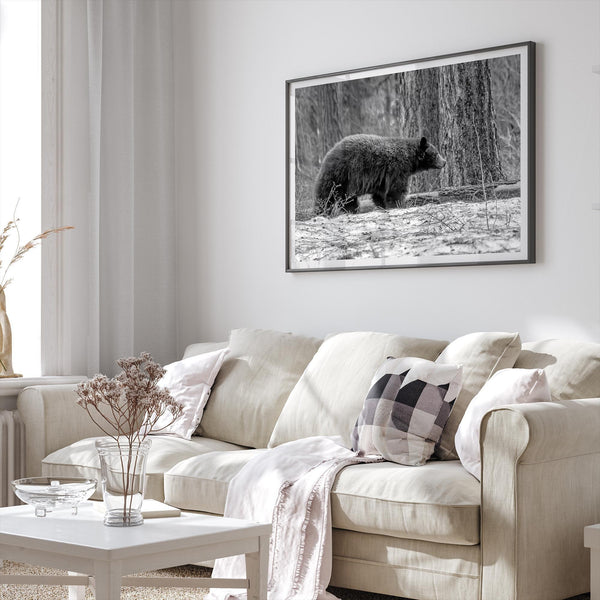 Black and white fine art print of a large Black Bear walking alone in a snowy forest, capturing the raw beauty of nature with a minimalist, framed wildlife design