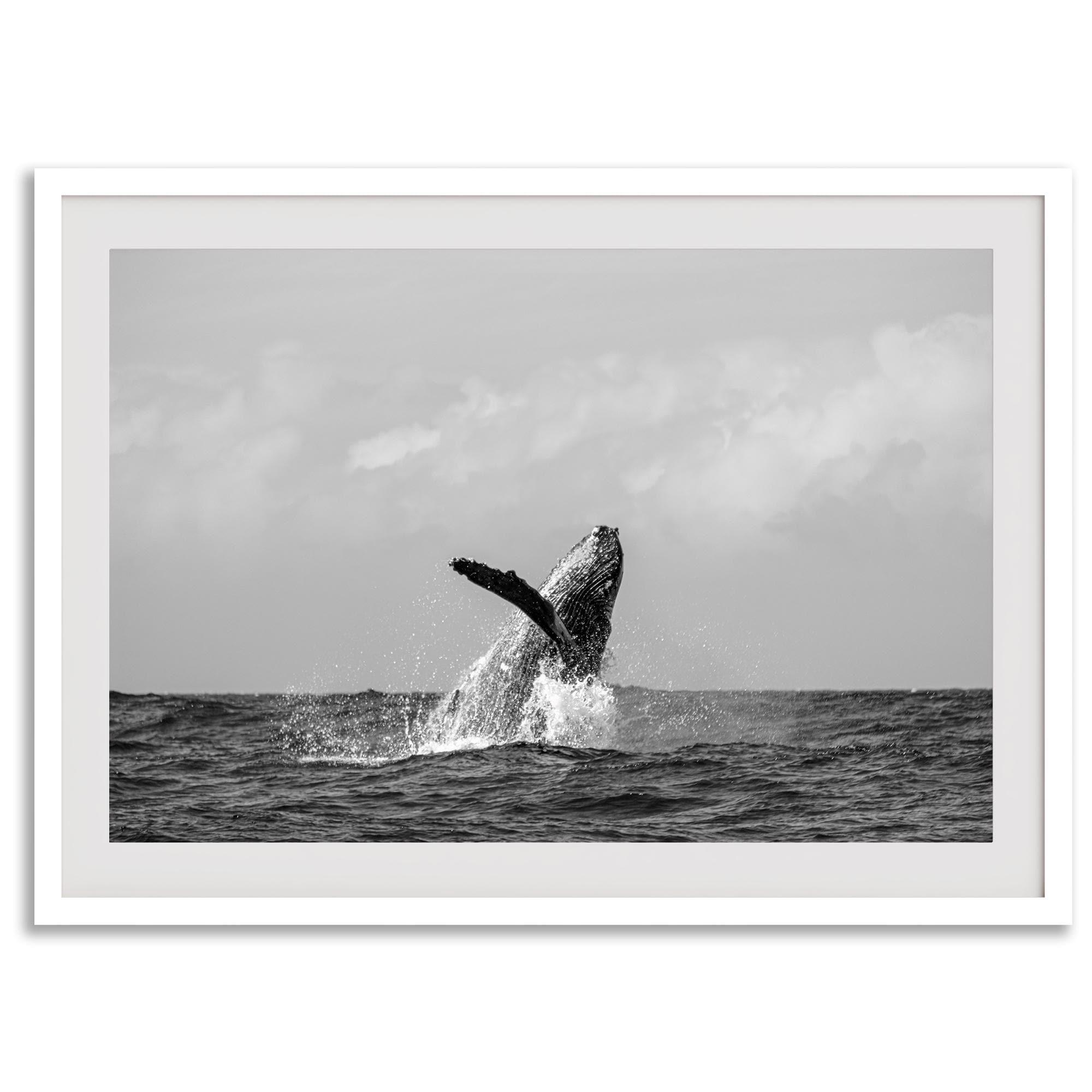 Humpback Whale Wall Art featuring a breaching whale off the coast of Kauai in black-and-white photography.