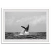 Humpback Whale Wall Art featuring a breaching whale off the coast of Kauai in black-and-white photography.