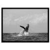 Humpback Whale Wall Art featuring a breaching whale off the coast of Kauai in black-and-white photography.