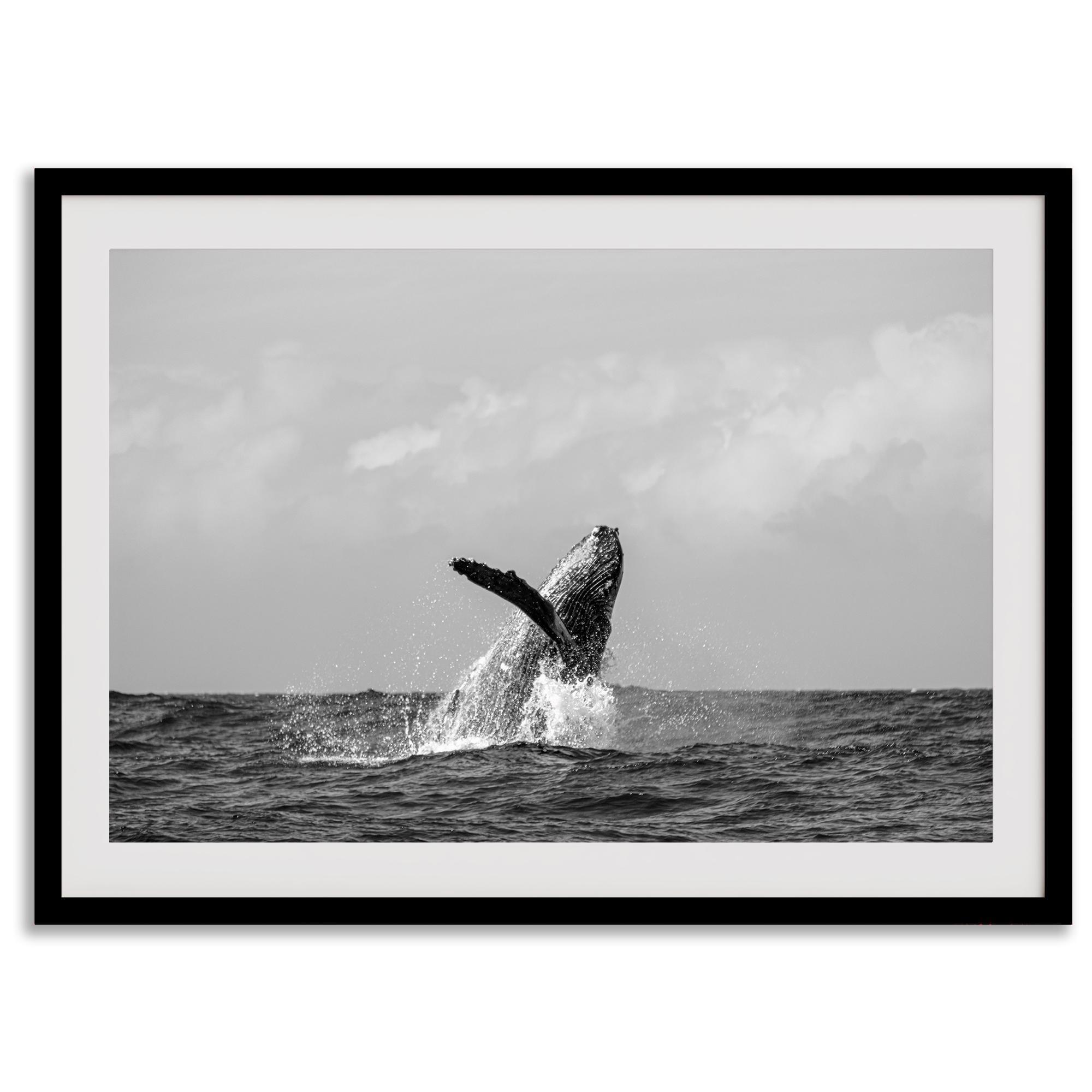 Humpback Whale Wall Art featuring a breaching whale off the coast of Kauai in black-and-white photography.