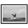 Humpback Whale Wall Art featuring a breaching whale off the coast of Kauai in black-and-white photography.