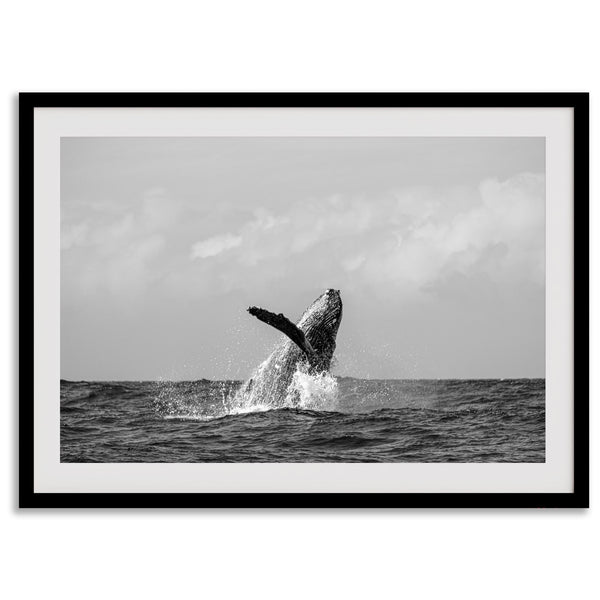 Humpback Whale Wall Art featuring a breaching whale off the coast of Kauai in black-and-white photography.