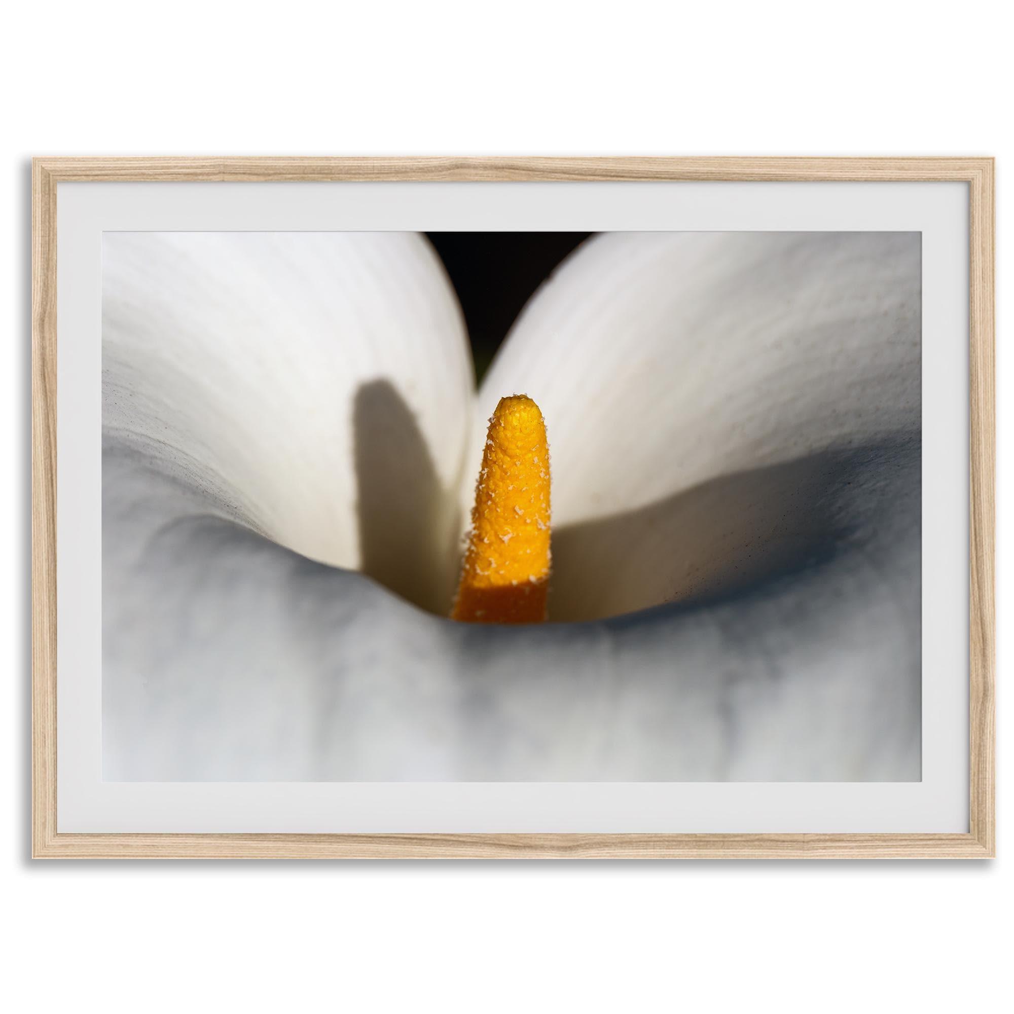 Close-up of a calla lily with a golden stamen surrounded by soft, white petals, showcasing elegant floral details in a botanical photography print.