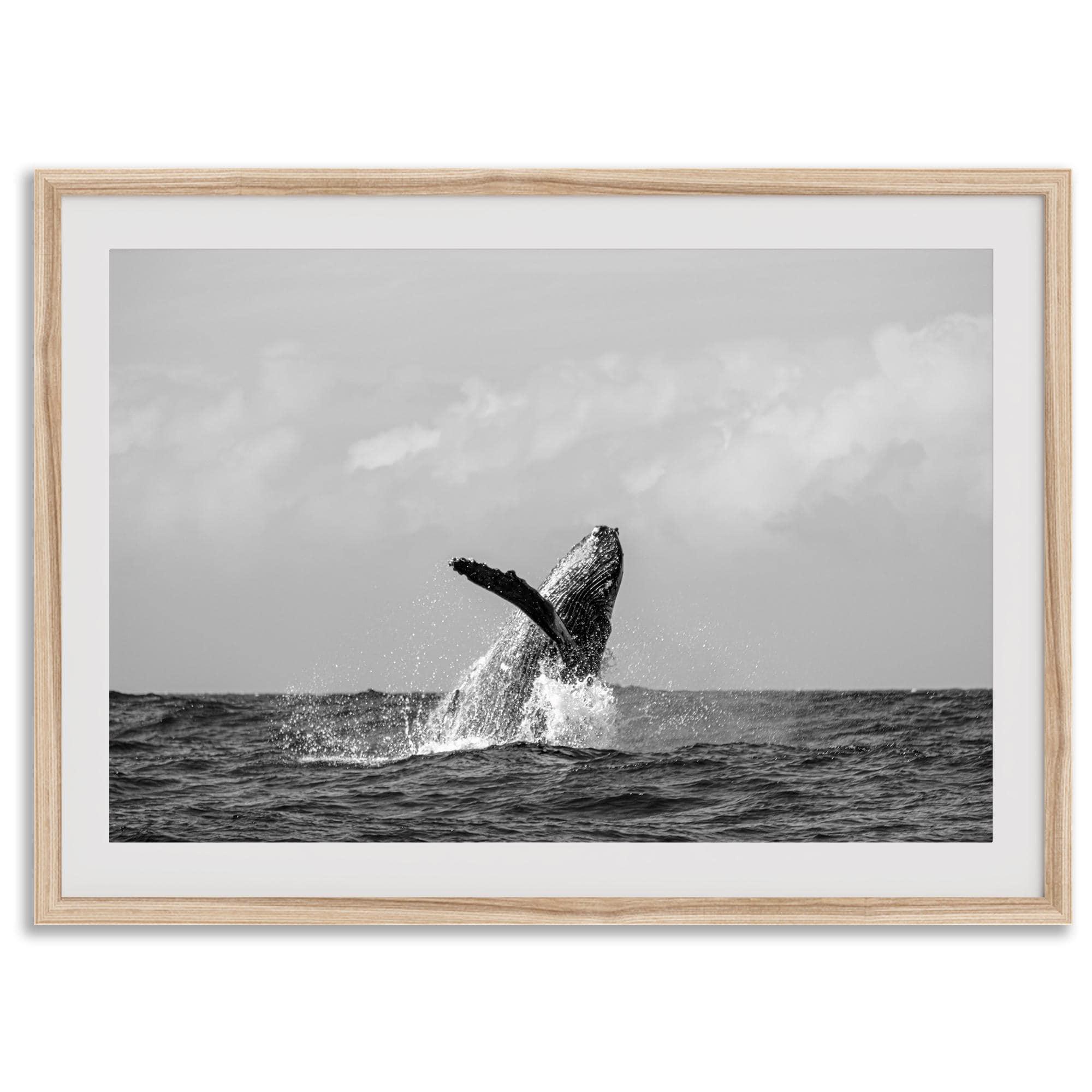 Humpback Whale Wall Art featuring a breaching whale off the coast of Kauai in black-and-white photography.