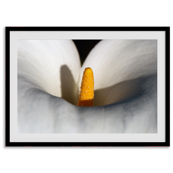 Close-up of a calla lily with a golden stamen surrounded by soft, white petals, showcasing elegant floral details in a botanical photography print.