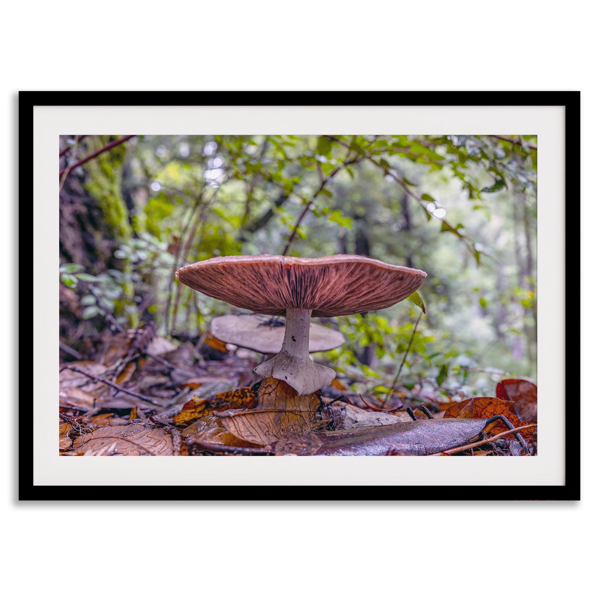 Mushroom wall art from Portola Redwoods State Park, nature photography print in the forest.