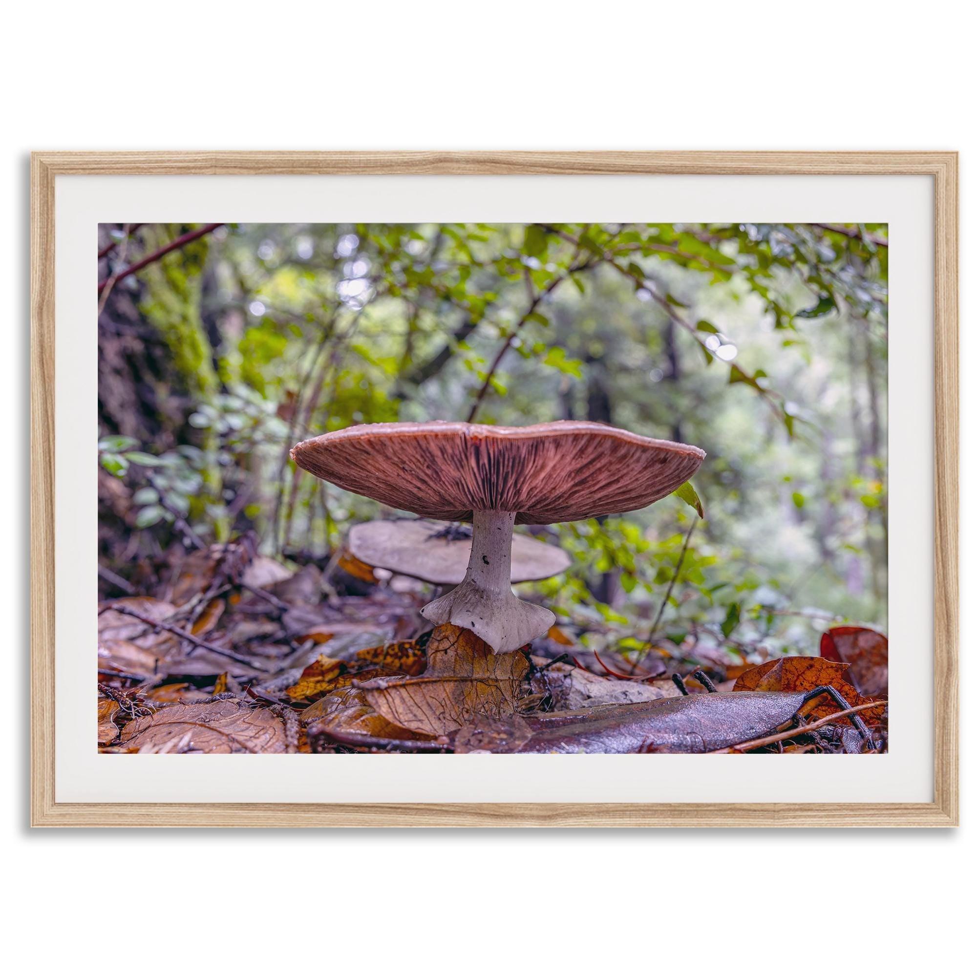 Mushroom wall art from Portola Redwoods State Park, nature photography print in the forest.