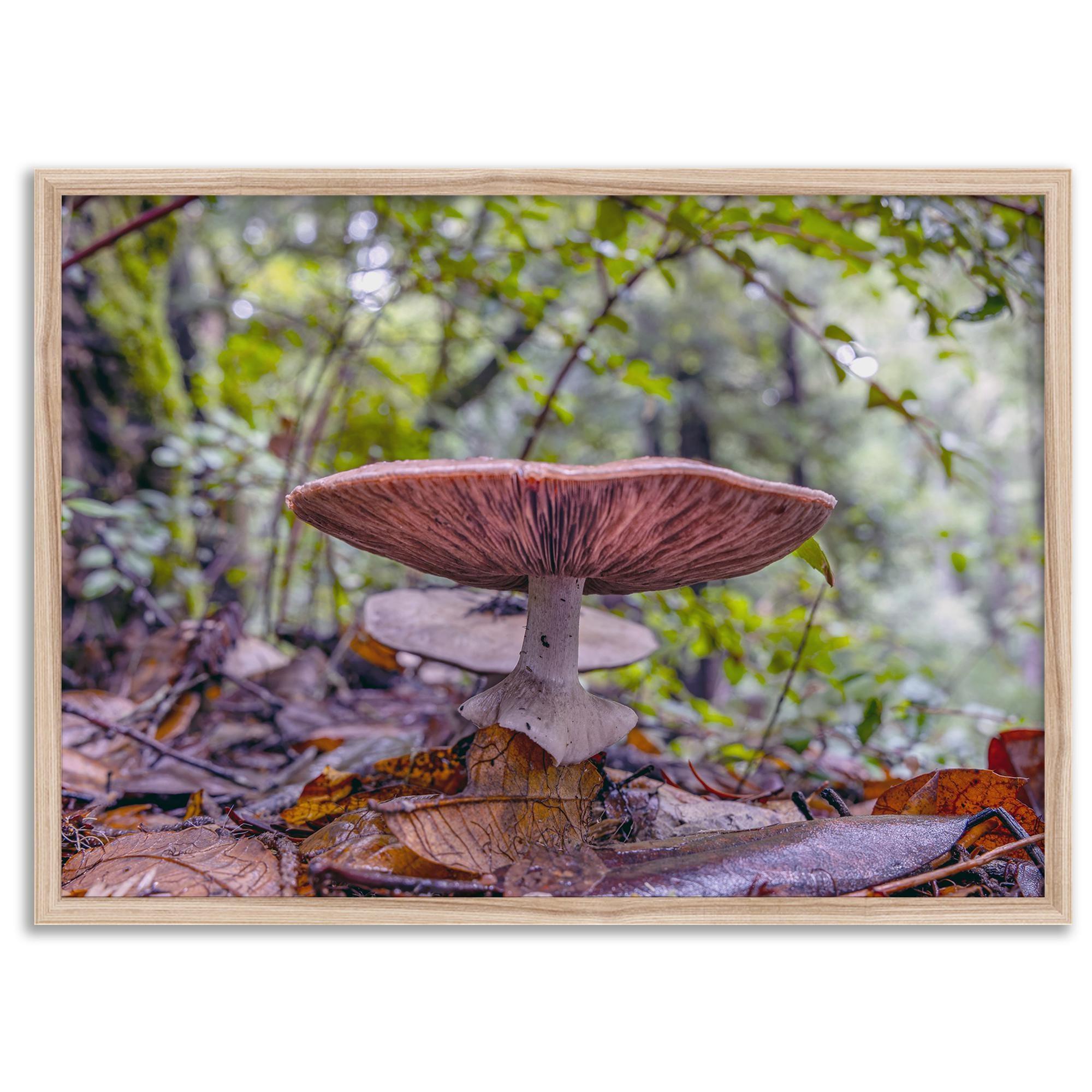 Mushroom wall art from Portola Redwoods State Park, nature photography print in the forest.