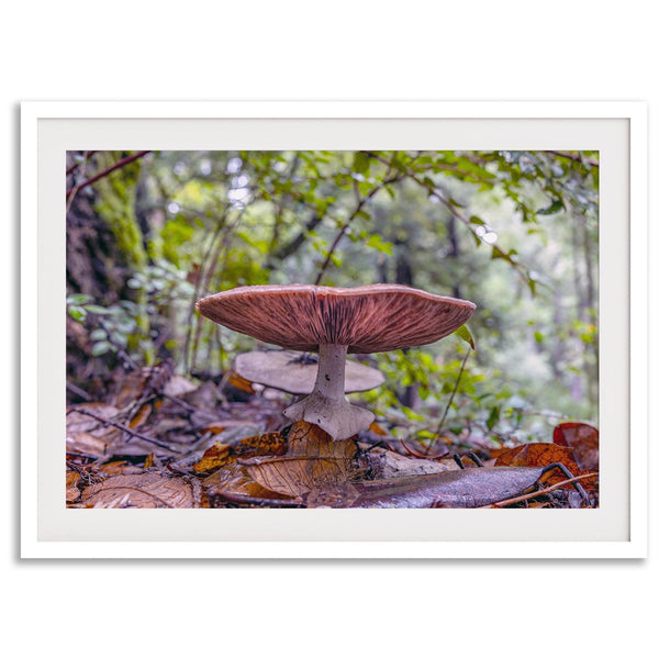 Mushroom wall art from Portola Redwoods State Park, nature photography print in the forest.