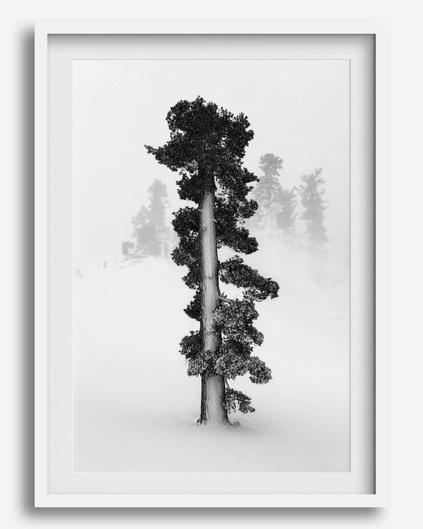 Minimalist Lake Tahoe pine tree in snow, fine art winter photography print.