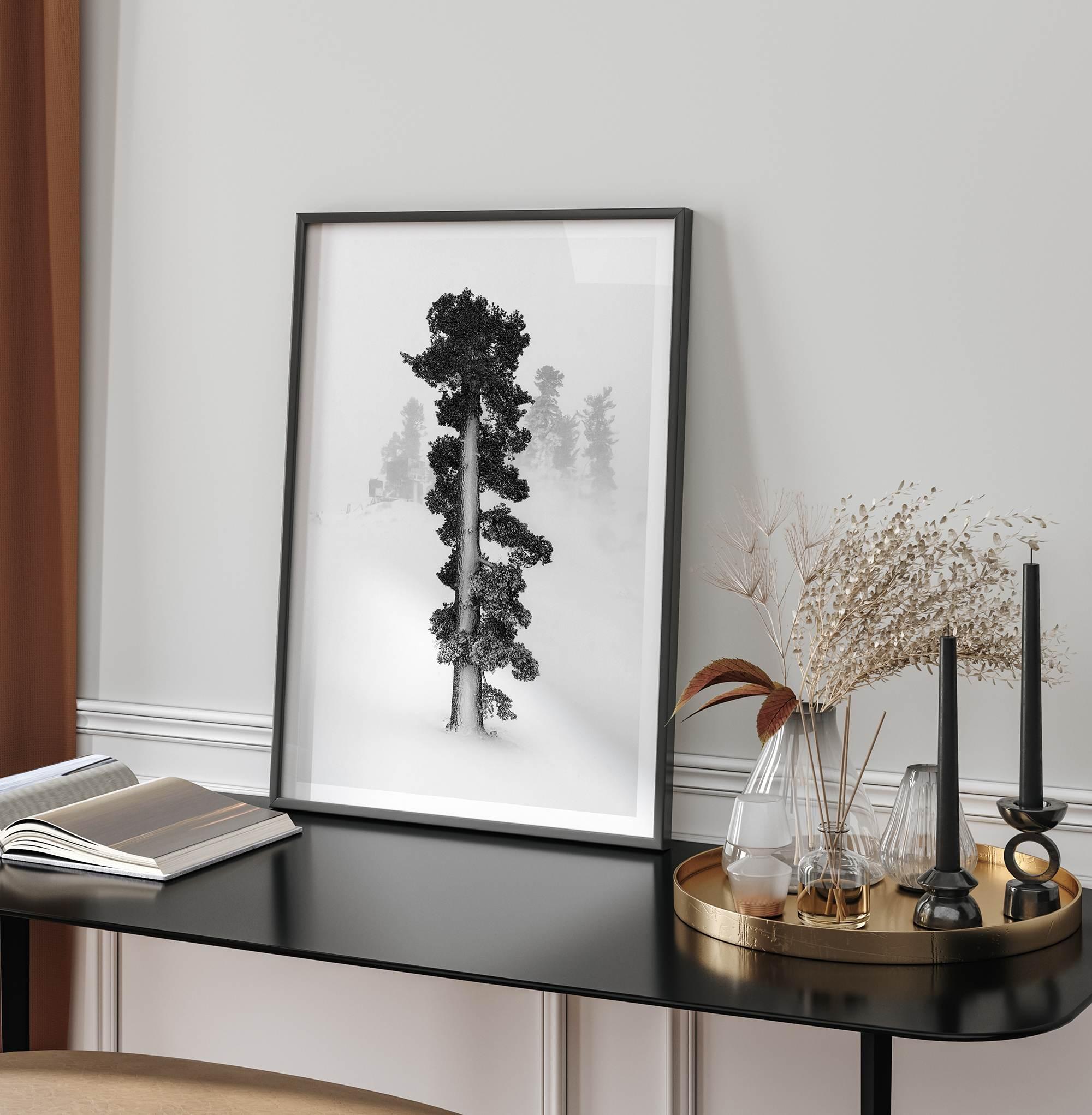 Minimalist Lake Tahoe pine tree in snow, fine art winter photography print.