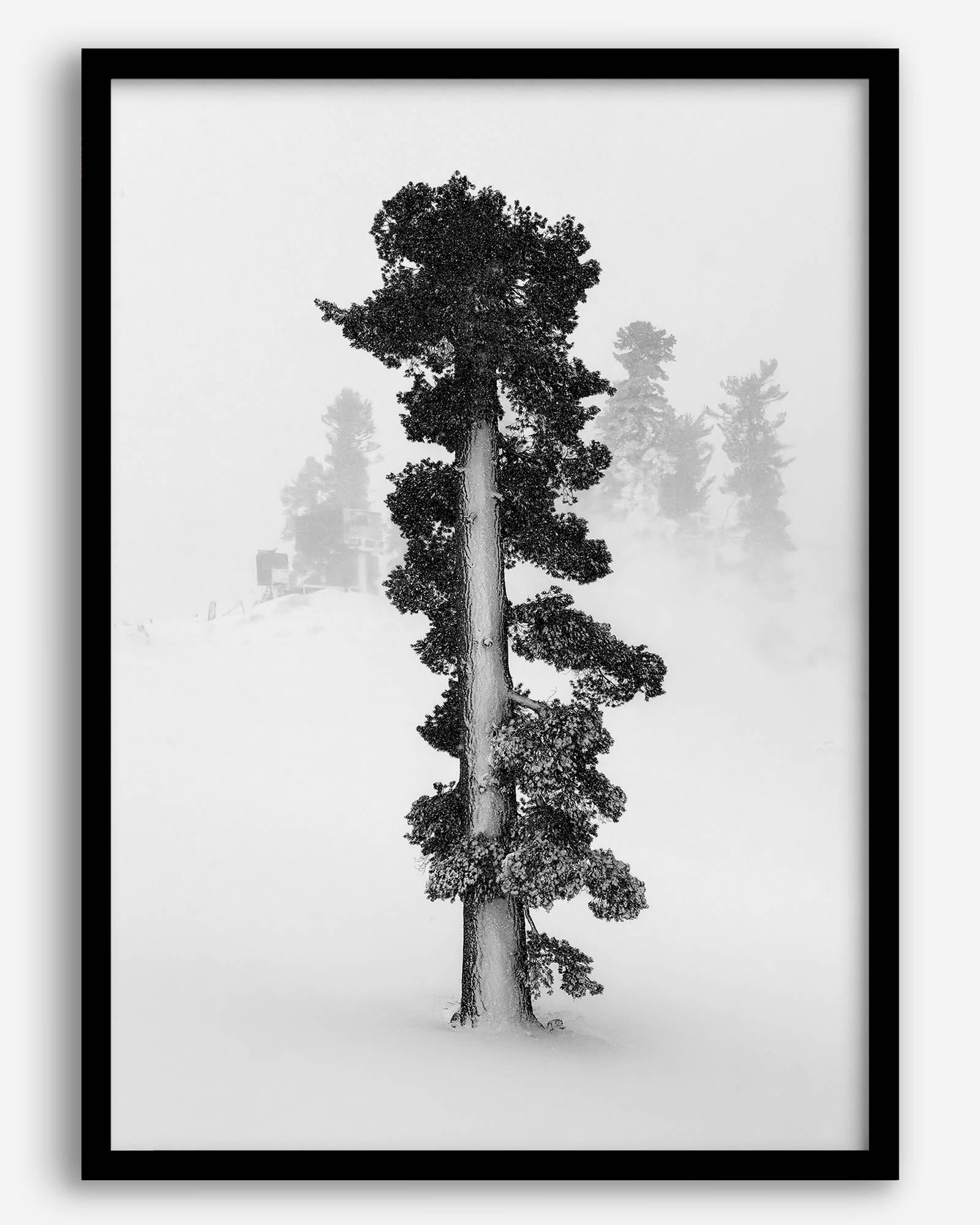 Minimalist Lake Tahoe pine tree in snow, fine art winter photography print.