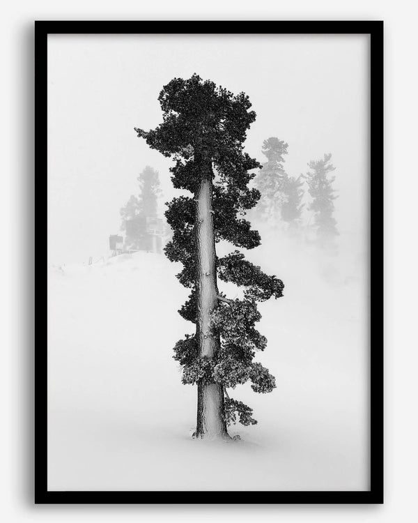 Minimalist Lake Tahoe pine tree in snow, fine art winter photography print.