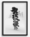 Minimalist Lake Tahoe pine tree in snow, fine art winter photography print.