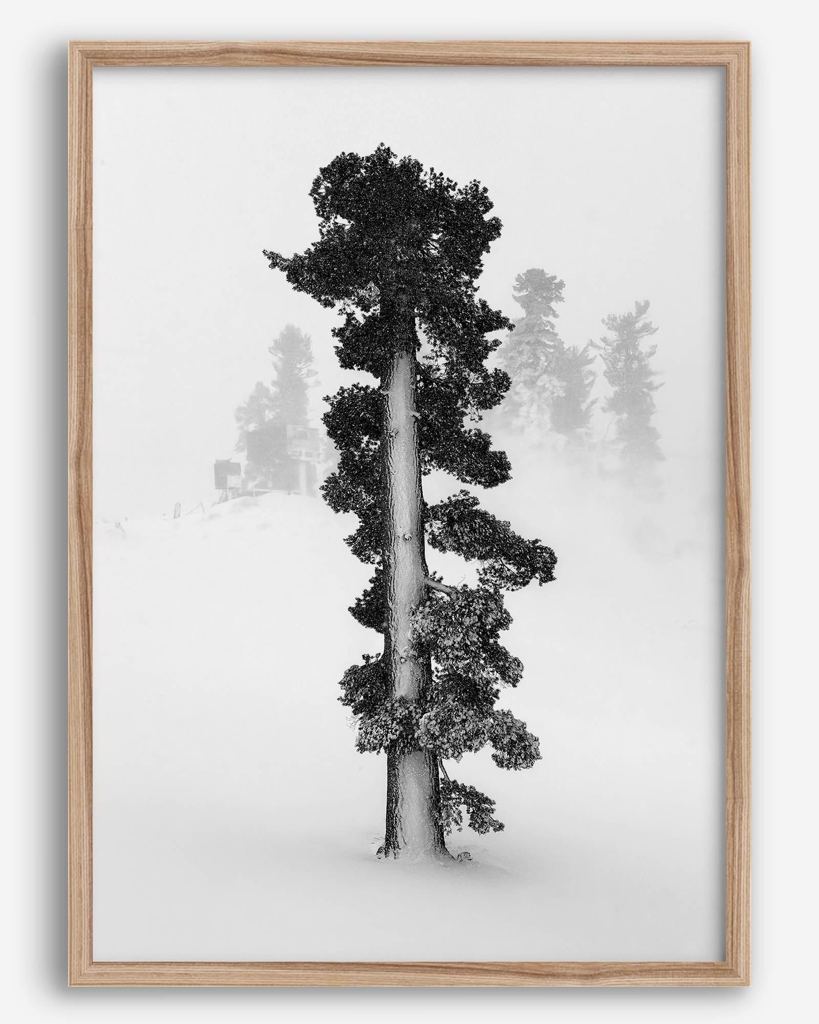 Minimalist Lake Tahoe pine tree in snow, fine art winter photography print.