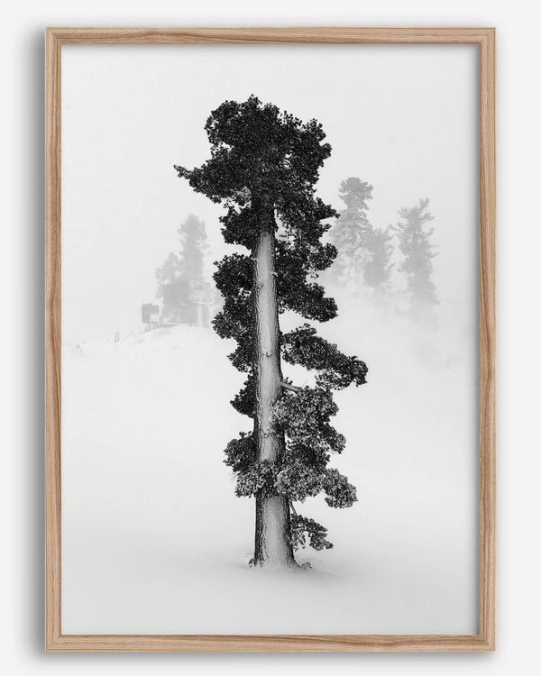 Minimalist Lake Tahoe pine tree in snow, fine art winter photography print.