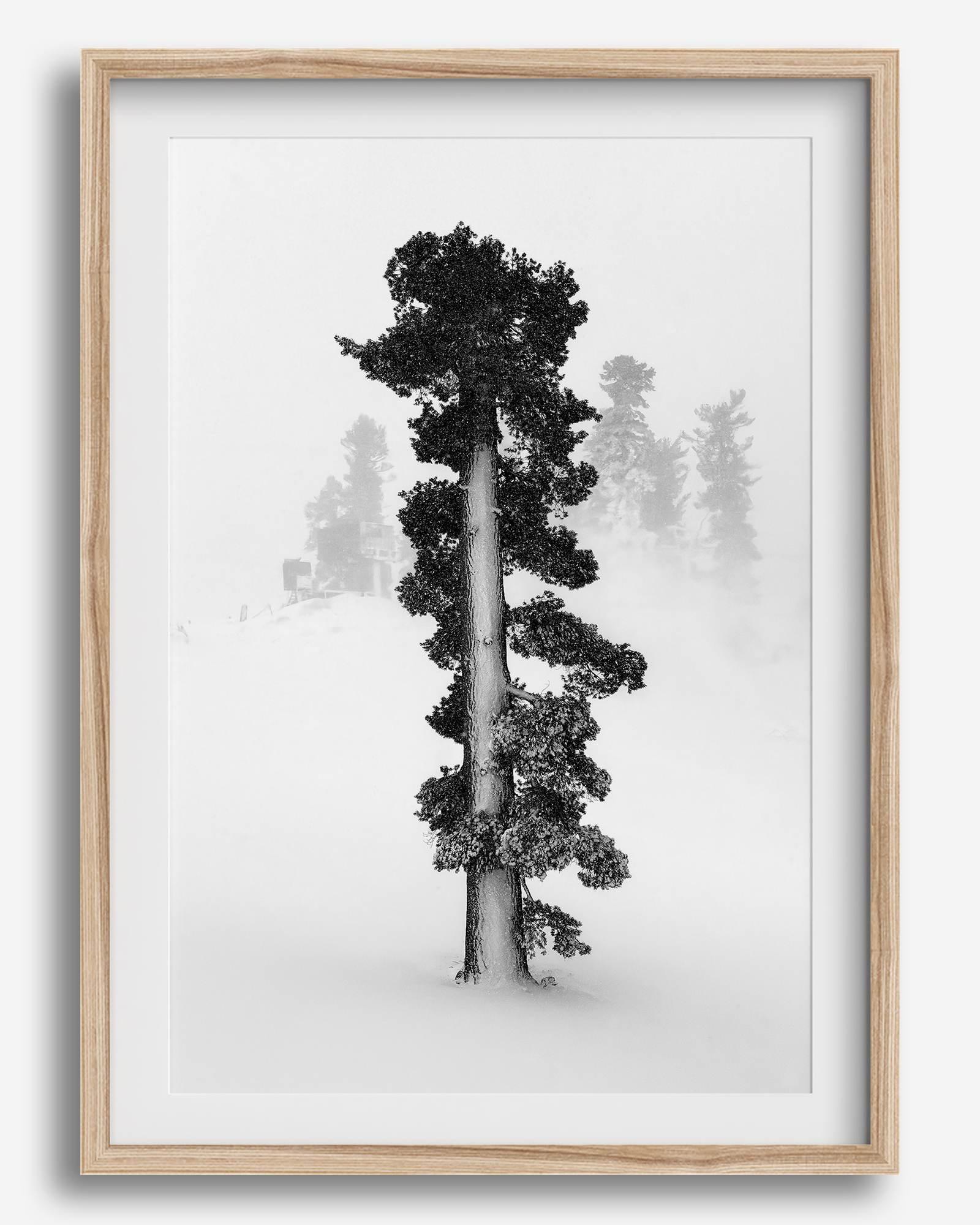 Minimalist Lake Tahoe pine tree in snow, fine art winter photography print.