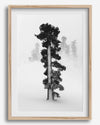 Minimalist Lake Tahoe pine tree in snow, fine art winter photography print.