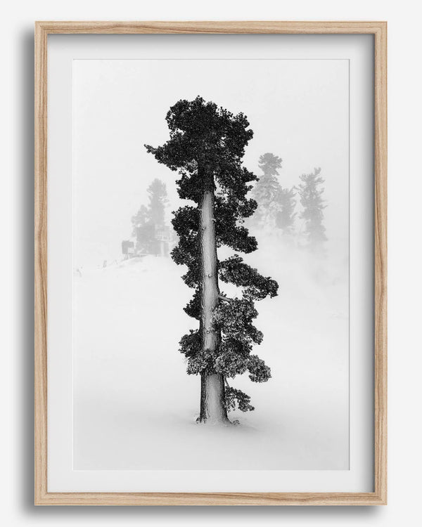 Minimalist Lake Tahoe pine tree in snow, fine art winter photography print.
