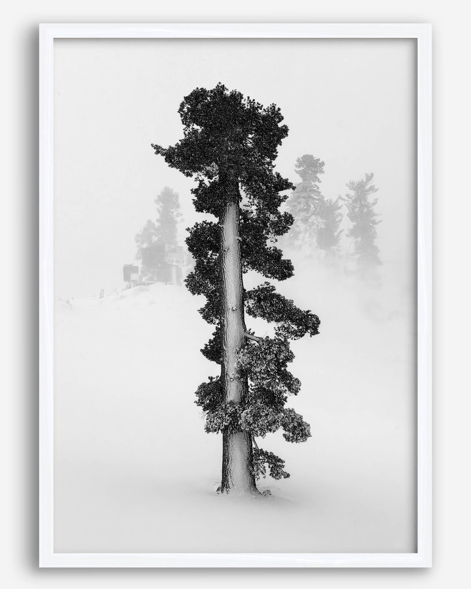 Minimalist Lake Tahoe pine tree in snow, fine art winter photography print.