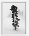 Minimalist Lake Tahoe pine tree in snow, fine art winter photography print.