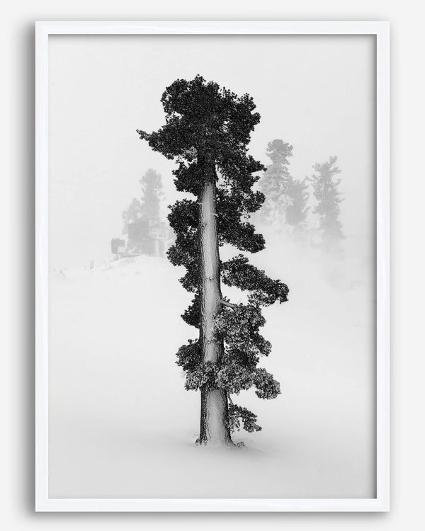 Minimalist Lake Tahoe pine tree in snow, fine art winter photography print.