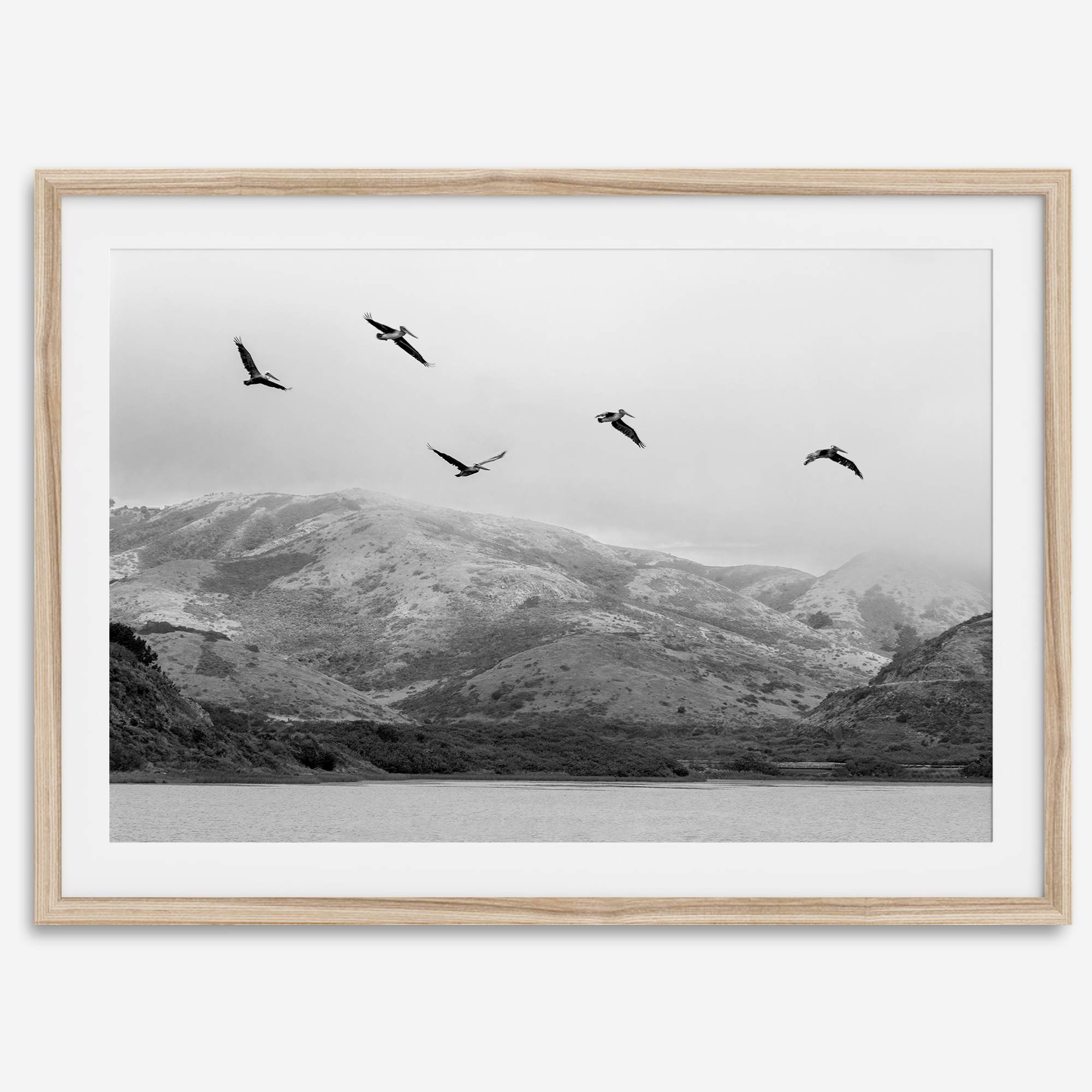 northwest coast pelicans black and white beach photography print.