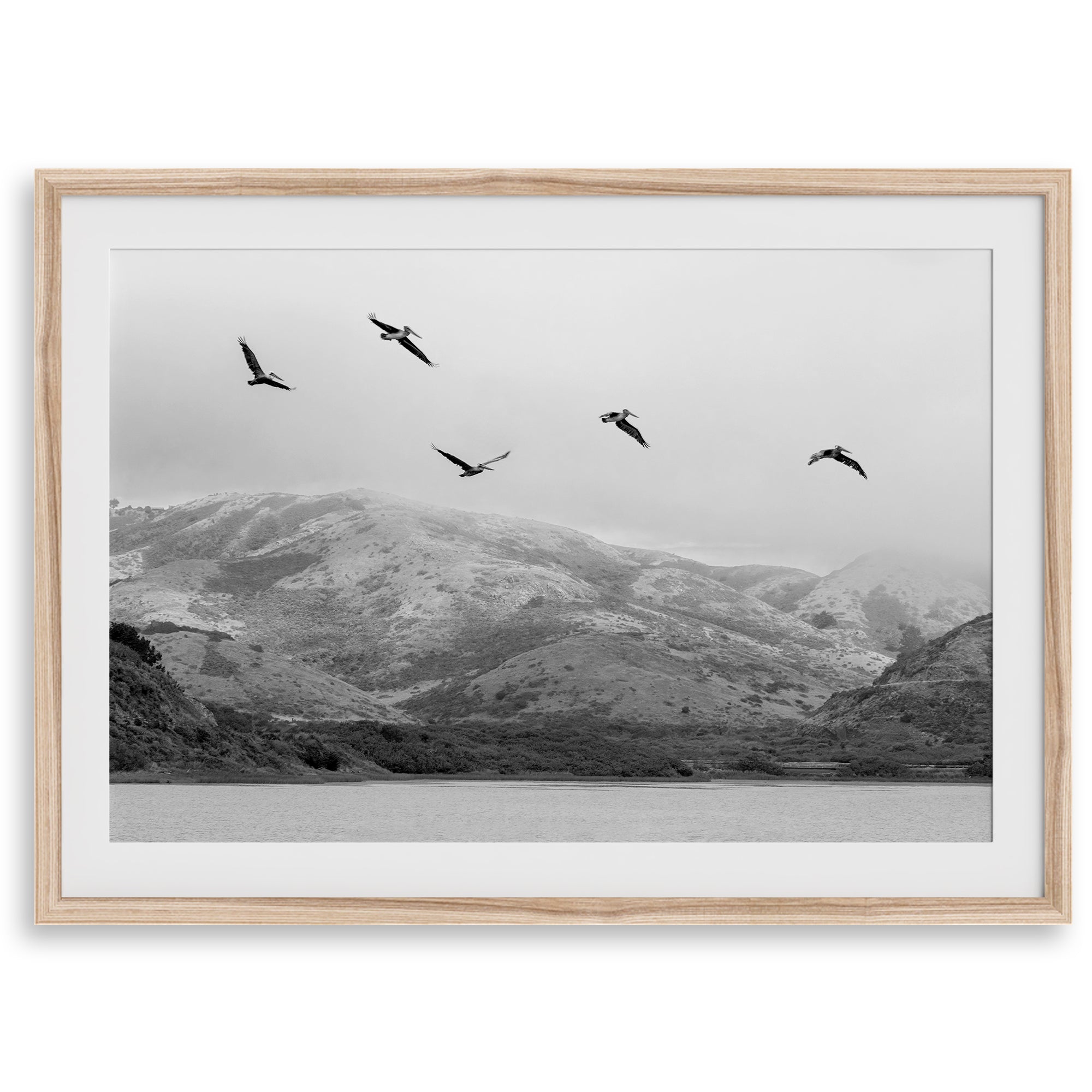 northwest coast pelicans black and white beach photography print.