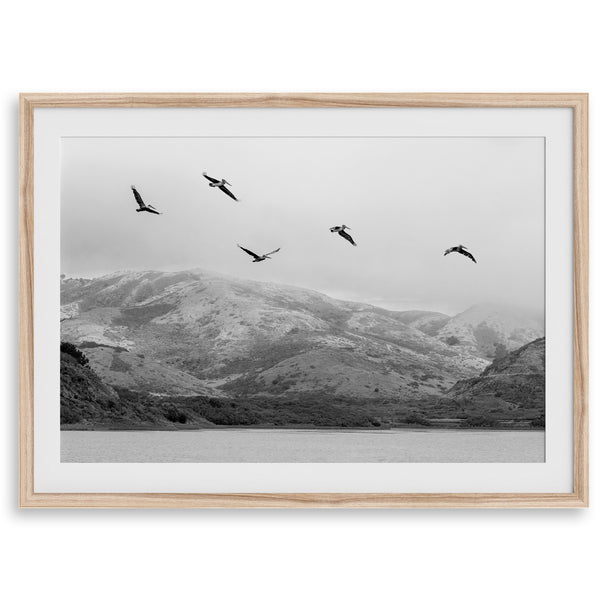 northwest coast pelicans black and white beach photography print.