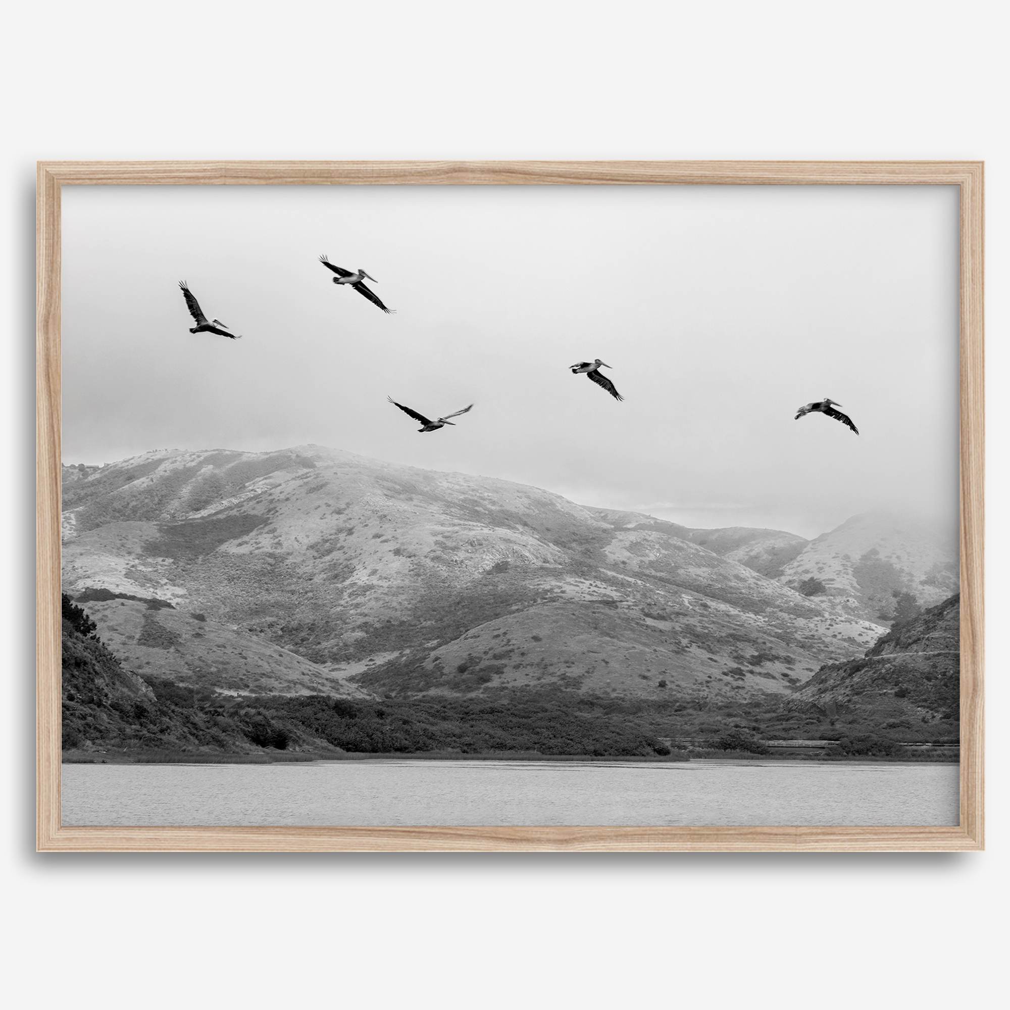 northwest coast pelicans black and white beach photography print.