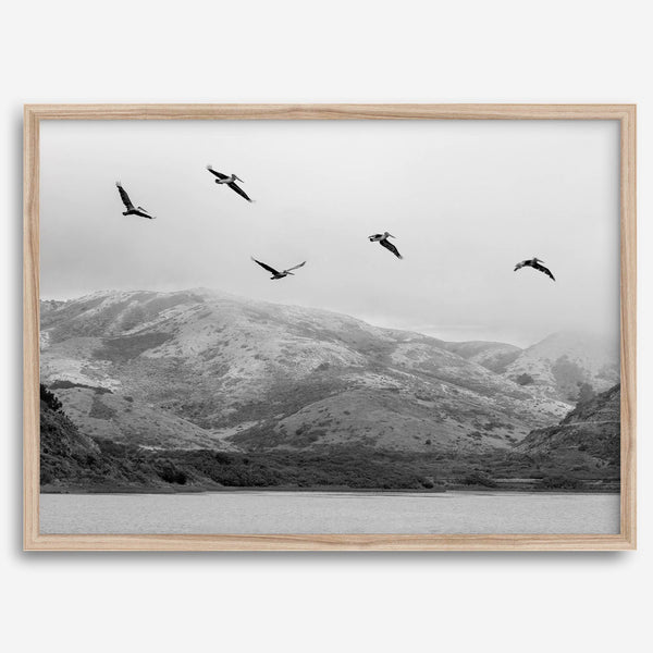 northwest coast pelicans black and white beach photography print.