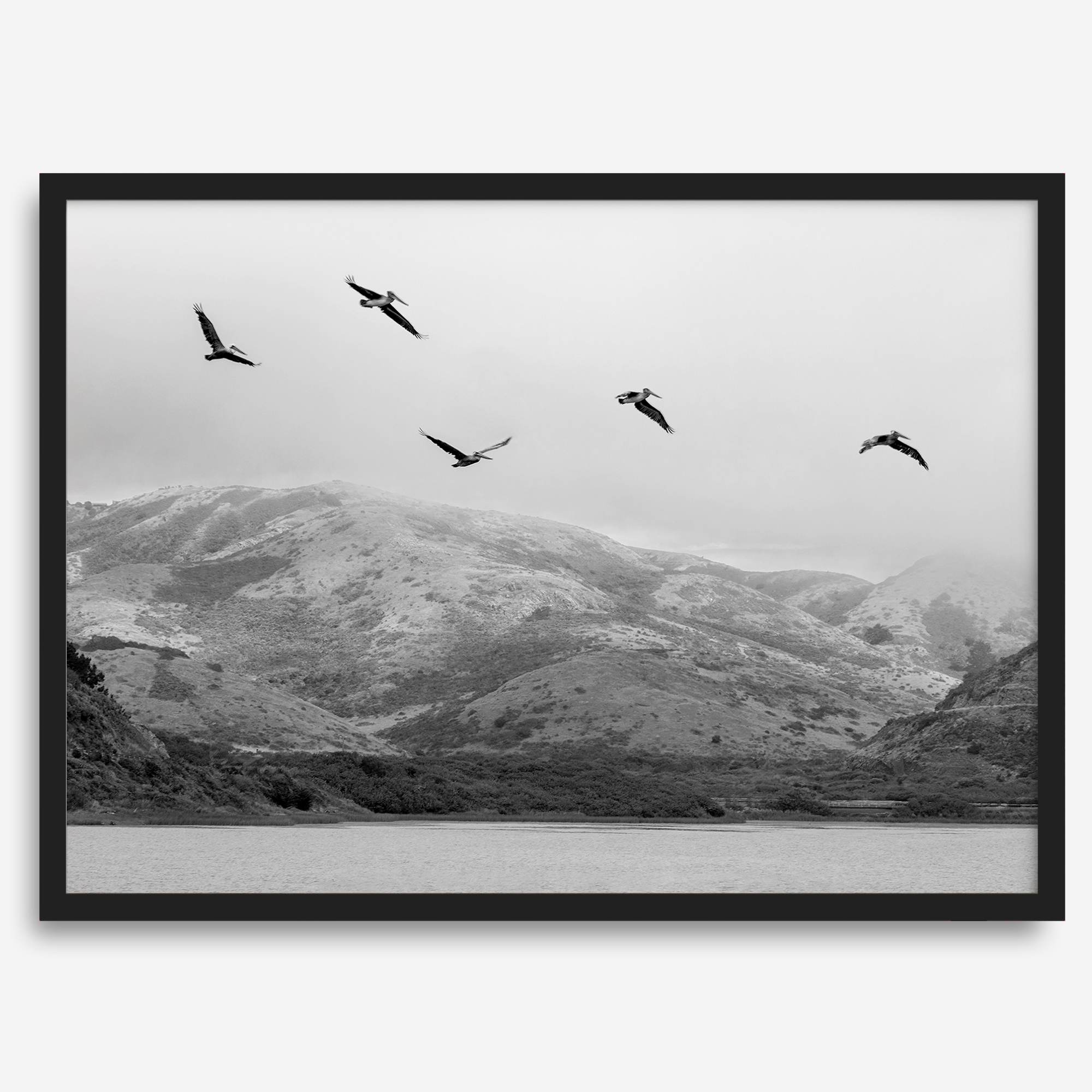 northwest coast pelicans black and white beach photography print.