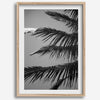 Black and white palm leaf wall art from Big Island Hawaii for modern coastal beach house wall art decor.