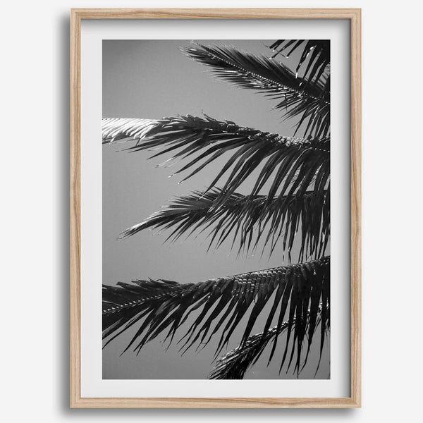 Black and white palm leaf wall art from Big Island Hawaii for modern coastal beach house wall art decor.